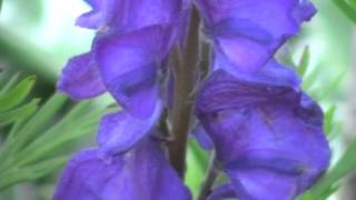 Poisonous Plants 121 Aconitum napellus monkshood [upl. by Bamberger]