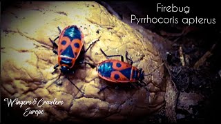 FireBug  Vuurwants  Red And Black Stink bug  Pyrrhocoris apterus  Fire Bug  Information [upl. by Alithea148]