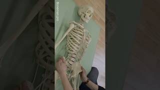 Chest mobility and body connectivity in the supine position  BONEMANpro [upl. by Hegarty954]