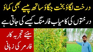 Successful tree Farming 2024  Tree Farming kasay ki jati hai  must watch [upl. by Lihkin970]