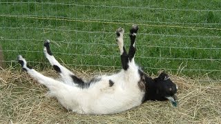 Best of Fainting Goats  EpicVirals  HD [upl. by Ohploda]