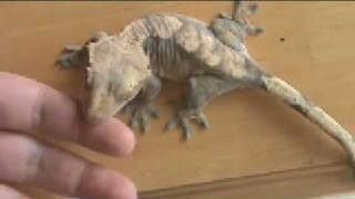 Crested Gecko Shedding [upl. by Raval]