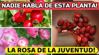 La Planta Que Te Hará MÁS JOVEN EL ELIXIR De La JUVENTUD La Rosa Mosqueta [upl. by Errised]