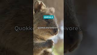 Quokka Animal Diet 🦘 [upl. by Gnirol]