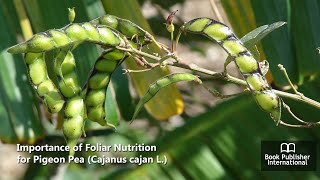 Importance of Foliar Nutrition for Pigeon Pea Cajanus cajan L [upl. by Edieh]