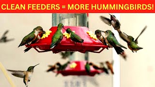 How to clean hummingbird feeders Tips and hacks [upl. by Rodama14]