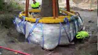 ArborCo Tree Relocation Brachychiton and Erythrina [upl. by Nerahs]