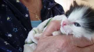 402 MommaCat Lily Puff 3 Wks Old hear him nursing amp purring VOKRA [upl. by Vaas]