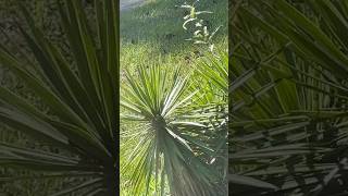 Yucca Plant  Adam’s Needle flowers tree [upl. by Ahseined166]