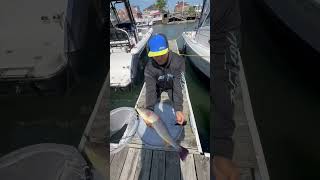 28 Inch Weakfish released in Jamaica Bay [upl. by Bernie804]