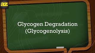 12 Glycogen Catabolism Glycogenolysis شرح بالعربي [upl. by Nay266]