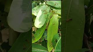 Tasar Hatched Larvae 🐛 tasar silkworm sericulture silk [upl. by Giltzow459]