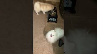 Pomeranian Enjoying His Elevated Food And Water Bowls dog pomeranian dogs cute doglover [upl. by Lethia292]