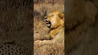 Lion Vs Cheetah Epic Showdown For Survival [upl. by Kesley]