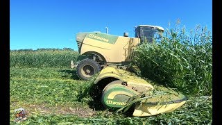 BIG M 450 Krone  Mowing Sorghum Sudan Grass [upl. by Aztiray]