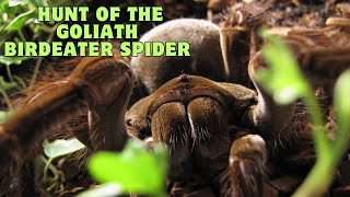 The Hunt of the Goliath Birdeater Spider [upl. by Ykcir363]