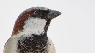 Sparrows Loud Chirping Sounds savesparrows [upl. by Fabyola38]