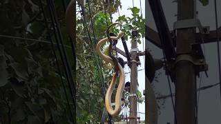 ഇവിടിരുന്നാൽ എല്ലാവരേം കാണാം🐍 Rat snake on cable line urbanwildlife sarpa reptiles [upl. by Martella]