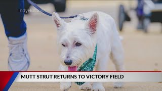 Mutt strut returns to Victory Field [upl. by Aivirt482]