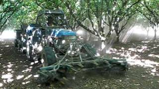 RALPH CHAPIN HAZELNUT HARVEST FILBERT HARVESTING IN OREGON PART 3 [upl. by Finbur]