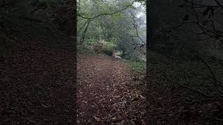 English Setter in the woods [upl. by Ayalahs]