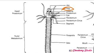 BIOLOGY OF NEREIS CONTD [upl. by Lleuqram]