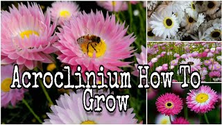 How to grow Acroclinium from seeds fast n easy with update [upl. by Acker]