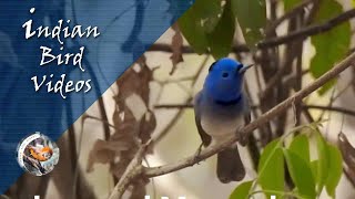 The Blacknaped monarch Hypothymis azurea  Indian Bird Videos [upl. by Fryd]