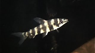 バンデッドレポリナス、バンデッドレポリヌス Banded leporinus Leporinus affinis [upl. by Kilroy]