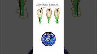 Human body quiz Muscles of back of leg Gastrocnemius Soleus Plantaris Achilles tendon shorts [upl. by Icat853]