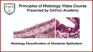 Histology Classification of Glandular Epithelium Epithelium 6 of 7 [upl. by Nihhi15]