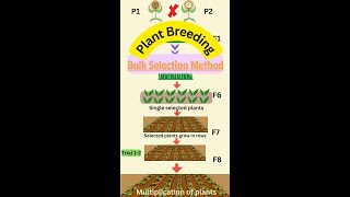 Bulk Method of Plant Breeding in 1 Minute youtubevideos agriculture botany plantbreeding notes [upl. by Ferna]