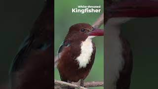 Whitethroated Kingfisher  Halcyon smyrnensis  Western Ghats  Nikon Z6III  180 600 zoom Lens [upl. by Kissie861]