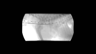 Veterinary Interventional Radiology Tracheal Stent Deployment [upl. by Acimot151]