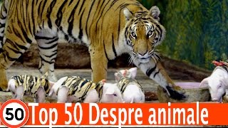 Top 50 Detalii Pe Care Nu Le Stiai Despre Animale [upl. by Eelrahc795]