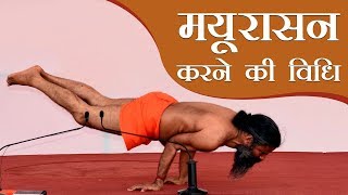 मयूरासन Mayurasana करने की सही विधि  Swami Ramdev [upl. by Souvaine]