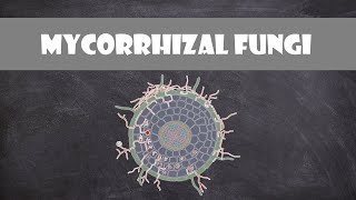 Mycorrhizal Fungi  Plant Biology [upl. by Auhsuoj]