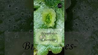 Plant Kingdom  Liverworts Class 11 Biology [upl. by Nyar]