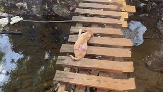 A Girl Found This Tiny Puppy Lying In A Wooden Bridge  Shivering In Cold amp Nearly Failing Down [upl. by Anitel859]