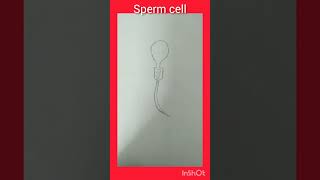 Sprem cell diagram [upl. by Llenrub612]