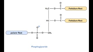 Chemical Structures of Examples of Phosphoglycerides Glycerophospholipids [upl. by Eseryt223]