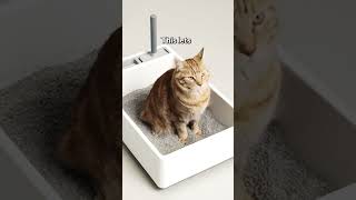 Enclosed VS Open Litter Boxes  Which is best [upl. by Anirahs]