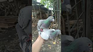 jesperlofttv pigeon kalapatids [upl. by Waddington]