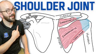 Anatomy of the Shoulder Joint  Bones Ligaments and Muscles [upl. by Lemkul]