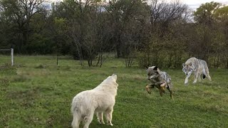 Gran pirineo enfrenta a 2 lobos y esto pasó [upl. by Ansilma906]