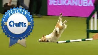 Hilarious Olly the Jack Russell Goes Crazy in 2016 amp 2017 [upl. by Tansey]