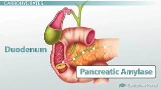 Carbohydrate Digestion and Absorption Process [upl. by Ofelia]