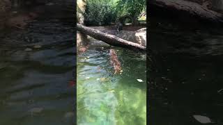 Otters Swimming [upl. by Wilton]