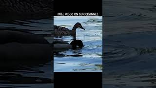 LAKE LIFE  Ducks and Jet Skis  Woot  subscribe lake travel [upl. by Ieso]