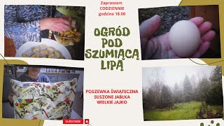 Codzienne życie na wsi  suszę jabłka szyję poszewki świąteczne  największe jajko [upl. by Auot]